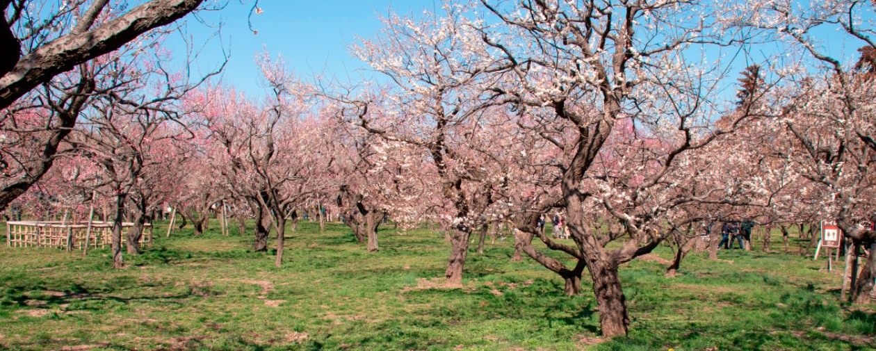 jardín kairaku-en con cerezos y ciruelos en flor